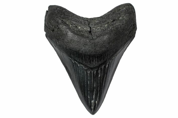 Fossil Megalodon Tooth - South Carolina #340143